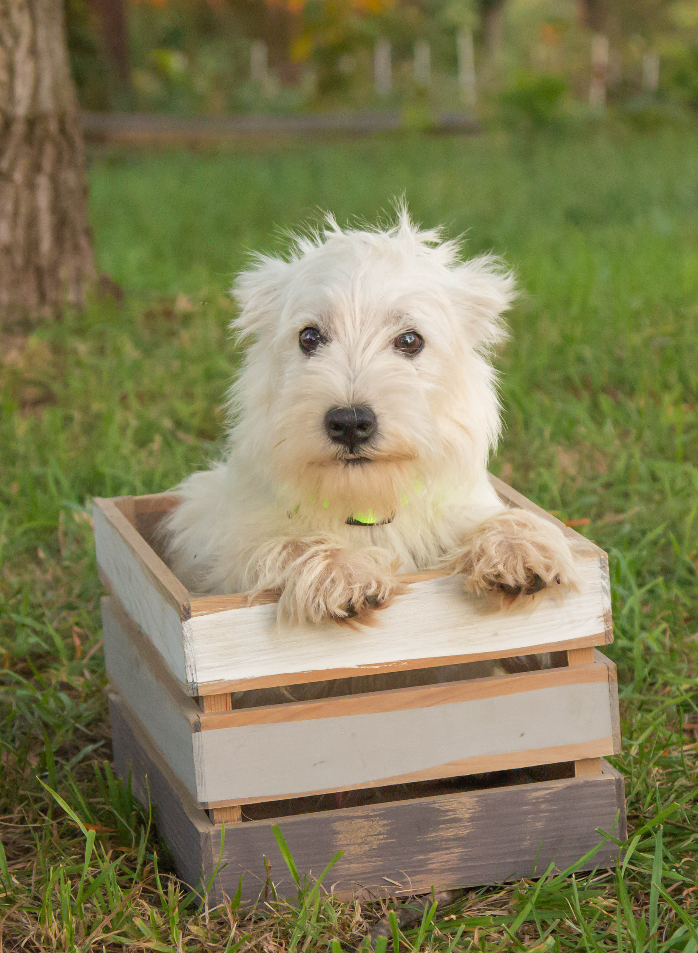 puppy, for, sale, West Highland White Terrier, Amos B. King, dog, breeder, Romney, WV, dog-breeder, puppy-for-sale, forsale, nearby, find, puppyfind, locator, puppylocator, aca